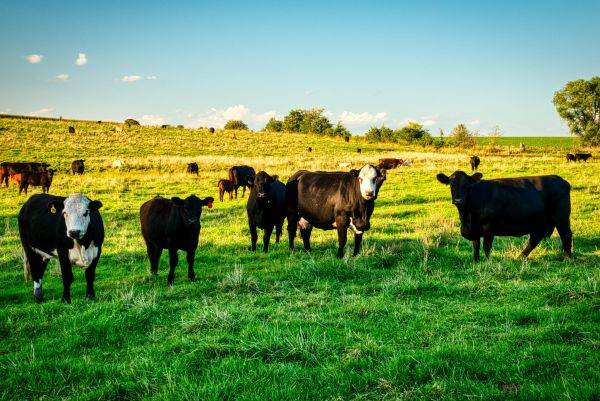 FrieslandCampina-Milcobel merger approved by European Commission